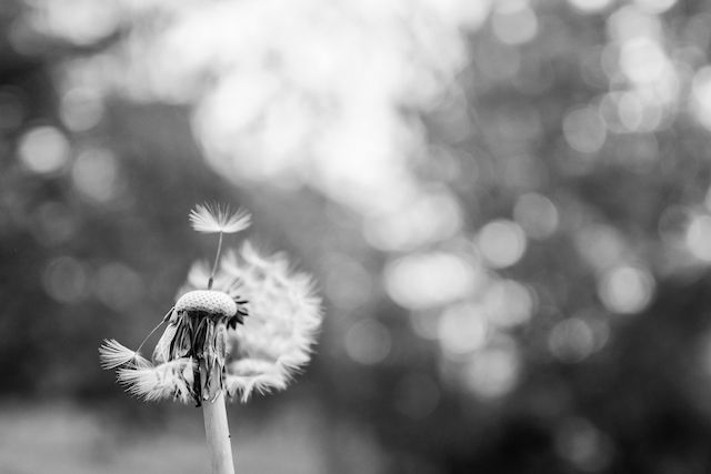 Dandelion puff (delicate plume called a pappus): It's okay to be vulnerable.